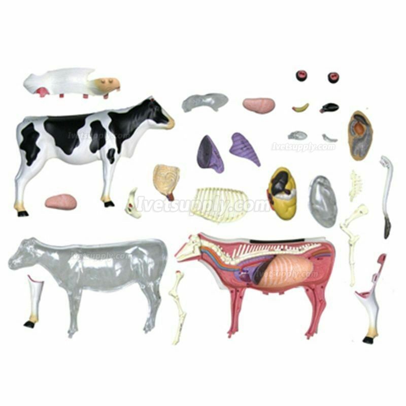 Cow Animal Organ Anatomy 4D Model Medical Teaching Animal Anatomical ...